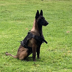 Meet your Posher, Julian